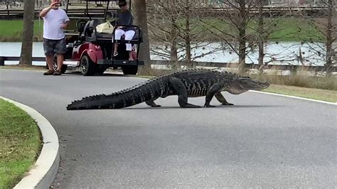 Augusta alligator escort  Jan